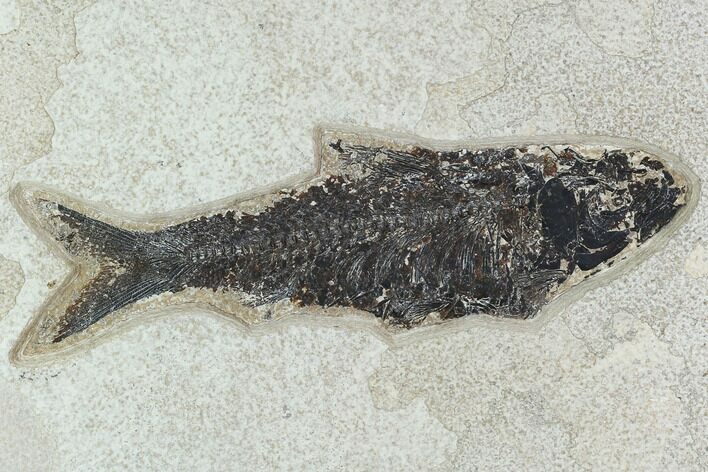 Fossil Fish (Knightia) - Green River Formation #129726